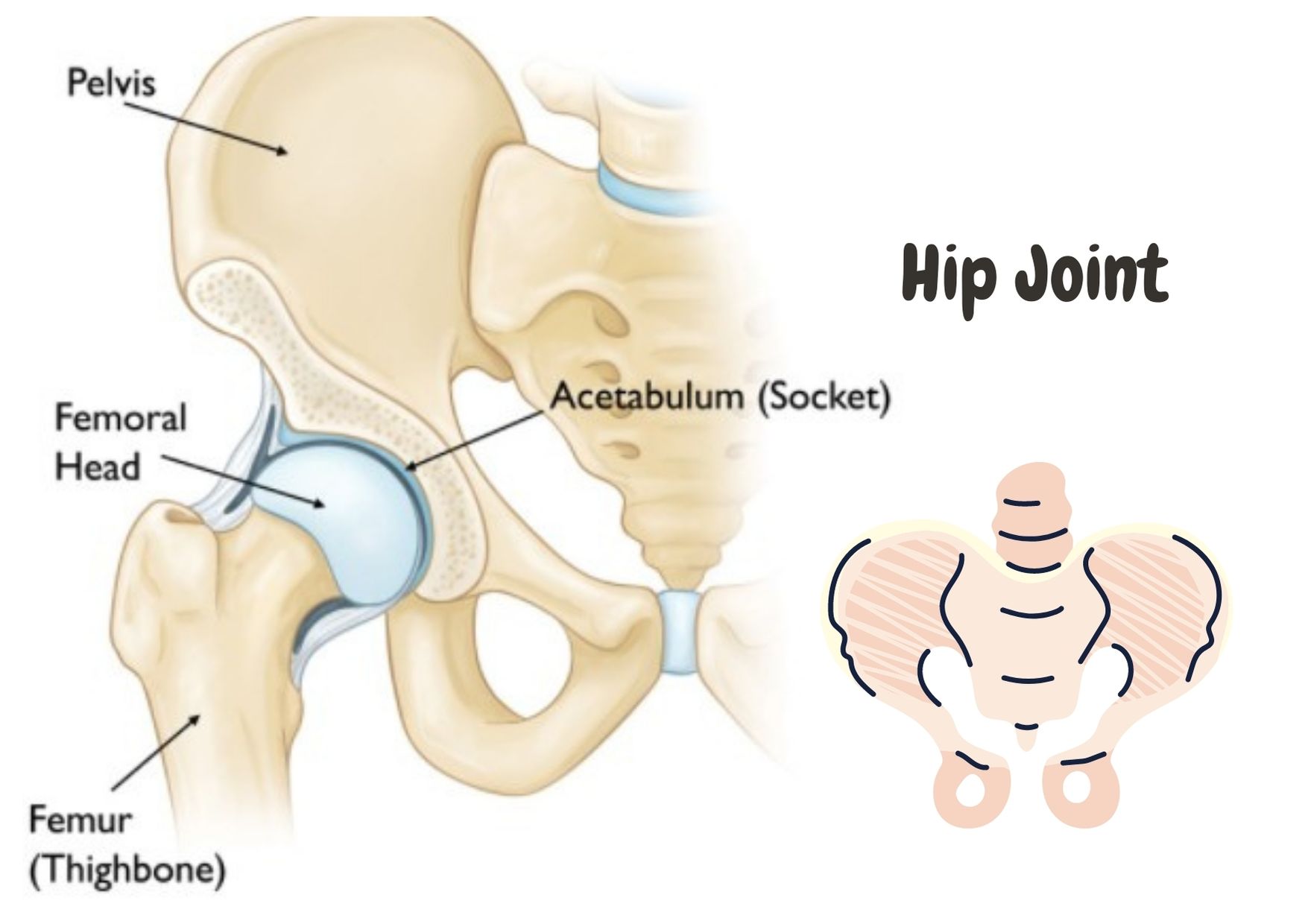 Hip Replacement and Revision Hip Surgery